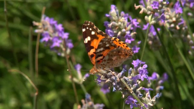 Butterfly flies slow motion. Adult butterflies orange black wings and fly on a lavender flower in the morning. This is the beautiful nature of the summer season.