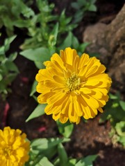 yellow flowers in garden