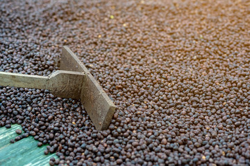 Harrow and dried coffee beans. The natural process of making coffee cherries processing on the floor by using sunlight.