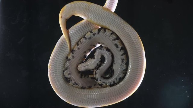 Footage of albino ball and royal phytons