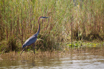 Goliath Heron wading in water