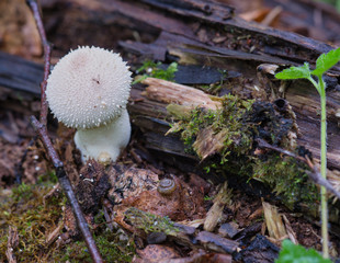 Mushroom Rainсoat, grown up in a wet forest