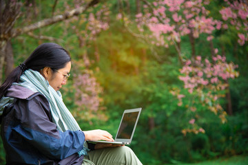 The female traveler blogger using computer to connect and upload her work with Sakura blooming view and green tree in winter season.
