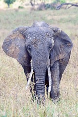 Muddy African Elephant 2