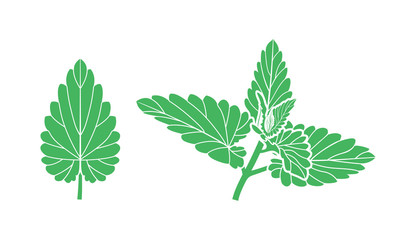 Mint logo. Isolated mint on white background