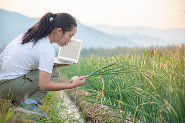 Researcher watching white onion by using computer in agriculture growing activity, controlling the growth and development of onion farming country outdoor scenery. Modern Farming Concept.