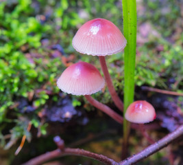 Mushroom Mycena grown on an old rotten stump