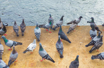 Many groups of birds and fish in the water waiting for food.