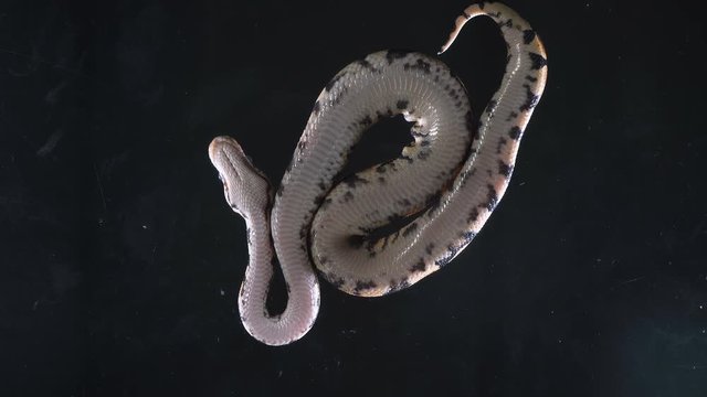Video of small ball phyton, camera rushed down