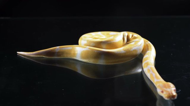 Footage of albino royal phyton on black glass