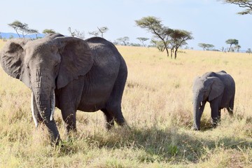African Elephant mother and calf walking