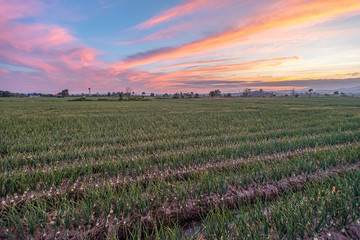 Fresh onion spring farming that growing in organic soil field with sunset background, nice sky. Onion farming concept.