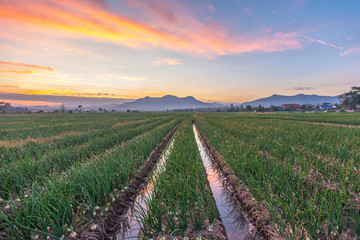 Row on the onion spring farming with mountain and sunset background. Farm is far from village, organic growing, waiting for harvest season. Onion farming concept. - obrazy, fototapety, plakaty