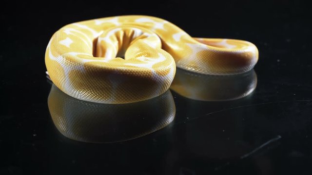 Footage of albino ball royal phyton on glass
