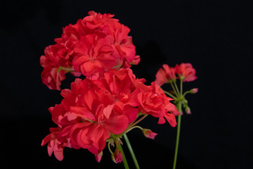 Blooming home geranium on a black background