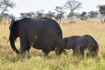 African Elephant mother and calf