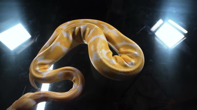 Footage of albino royal phyton on black