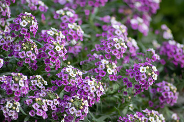 Bezaubernde Blütenpracht als Muttertagsgeschenk oder Aufmerksamkeit mit betörendem Duft für Gartenfreunde und Blumenliebhaber im Frühling und Sommer