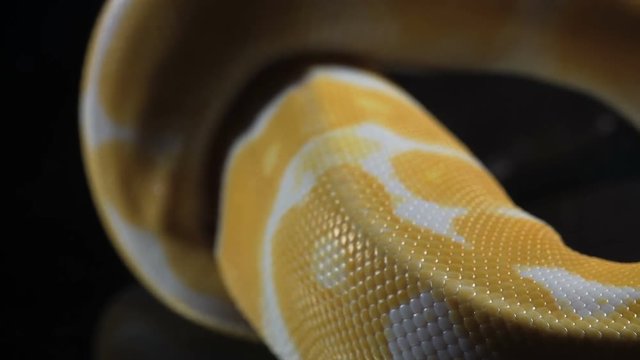 Footage of albino ball royal phyton skin