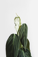 Pholodendron Gigas leaves on a white background, creative tropical plant concept