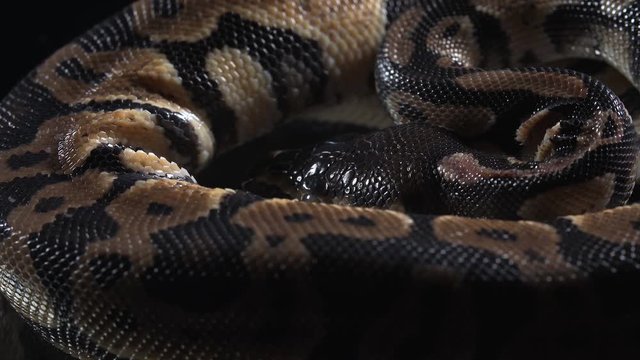 Video of small ball royal phyton skin