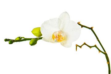 Orchid twigs isolated on white background.