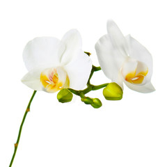 Fototapeta na wymiar Orchid twigs isolated on white background.