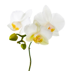 Fototapeta na wymiar Orchid twigs isolated on white background.