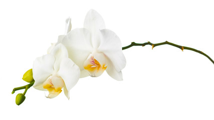 Orchid twigs isolated on white background. © GLandStudio