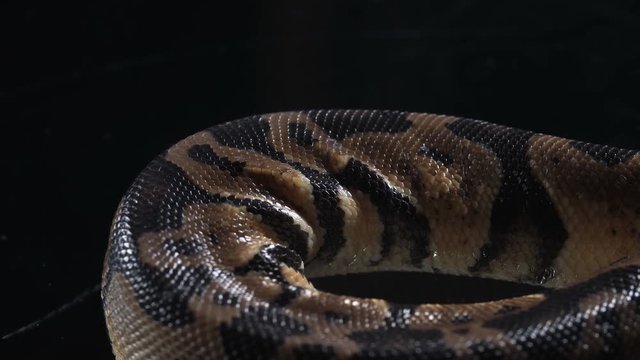 Video of ball royal phyton skin