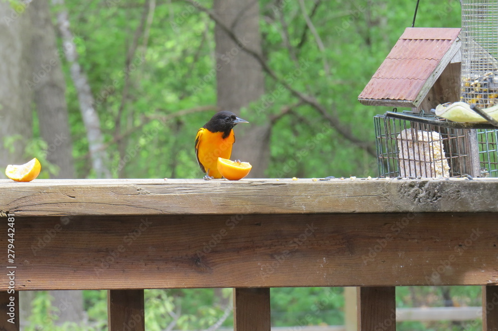 Sticker Oriole with Orange