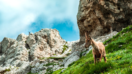 Steinbocks in the Julian alps