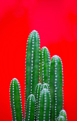 Green tree pattern on a bright red background