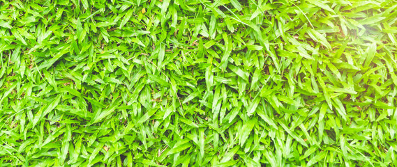 Close Up, small green leafy background, fresh natural environment style, outdoor, small leaf surface for wallpapers