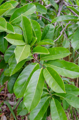 Mountain Soursop Leaves