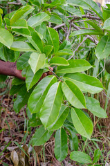 Obraz premium Holding Mountain Soursop Leaves