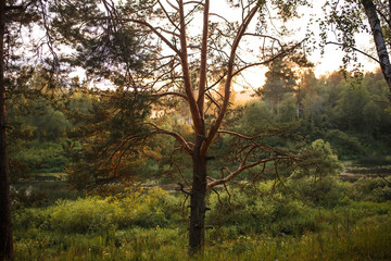 Fototapeta na wymiar The orange rays of the sunset in the forest Shine through the pine branches. evening in a pine forest.