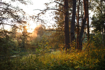 Obraz premium The orange rays of the sunset in the forest Shine through the pine branches. evening in a pine forest.