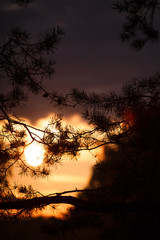 The orange rays of the sunset in the forest Shine through the pine branches. evening in a pine forest.
