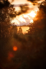 The orange rays of the sunset in the forest Shine through the pine branches. evening in a pine forest.