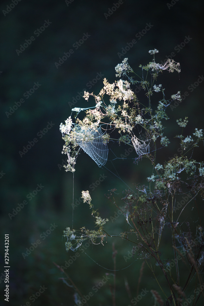 Poster cobwebs on the grass and branches of trees. the web grid is illuminated by the morning sunlight