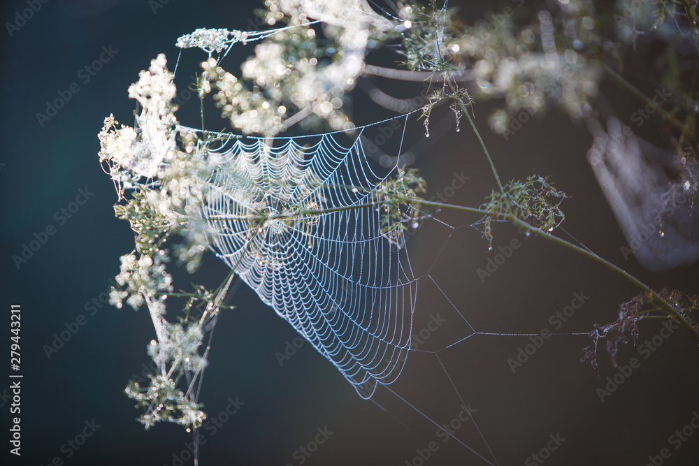 Poster cobwebs on the grass and branches of trees. the web grid is illuminated by the morning sunlight