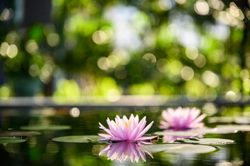 beautiful lotus flower on the water in garden.