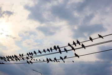 Flocks of birds that rely on high voltage cables