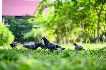 Dove or Pigeons are searching for food in the garden.