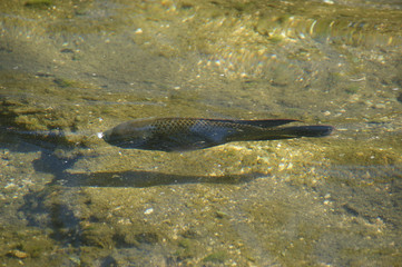 Obraz premium fish underwater. small fish in clear sea water