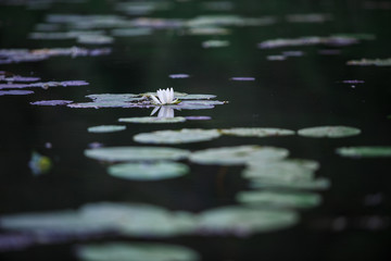 Water plants, water lilies and nymphs on the lake. Blue dragonfly flies over water lilies and sits on the grass.