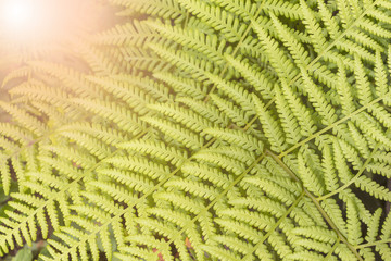 Fern leaves green, Ornamental foliage in the forest. Beautyful floral ferns leaf. Nature background concept.