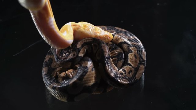 Video of small albino and ball royal phyton on glass
