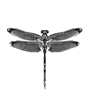 drawn graphic black and white dragonfly. artwork for tattoo, fabrics, souvenirs, packaging, greeting cards and scrapbooking
